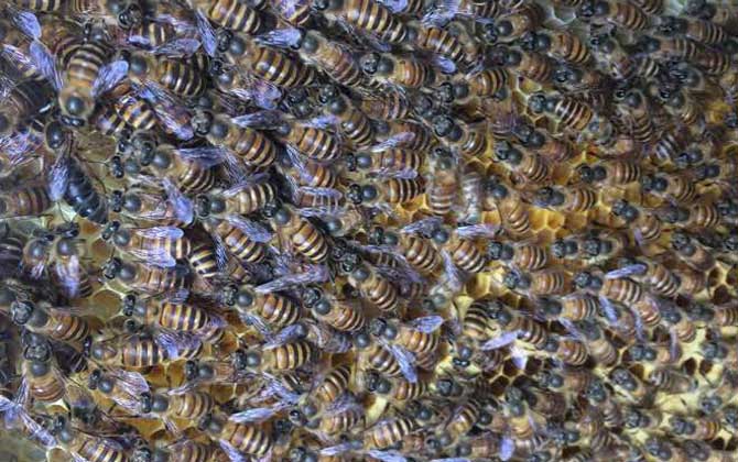 蜂王出房后多久分蜂?未必等新王出房,多數(shù)是蜂王未出房就分蜂! 分蜂