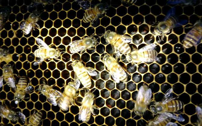 春季起王臺怎么處理?毀臺只能“治標”,像這樣做才能“治本”! 王臺