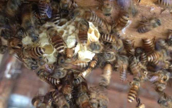 春季起王臺怎么處理?毀臺只能“治標”,像這樣做才能“治本”! 王臺