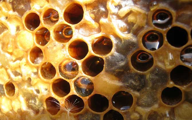 蜂箱取出的未必是真蜂蜜,小心這3種“蜜”,后面2種純粹是假的! 蜂蜜