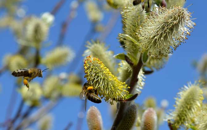 蜜蜂為什么要釀蜂蜜?并不是“無私奉獻(xiàn)”,僅僅是為了蜜蜂自己! 蜜蜂