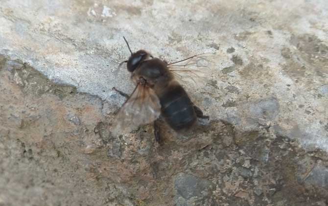 雄蜂的壽命并不短,但多數雄蜂都短命,這5種死法,一種比一種慘! 雄蜂