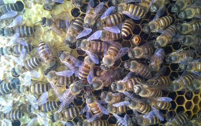 雄蜂的壽命并不短,但多數雄蜂都短命,這5種死法,一種比一種慘! 雄蜂