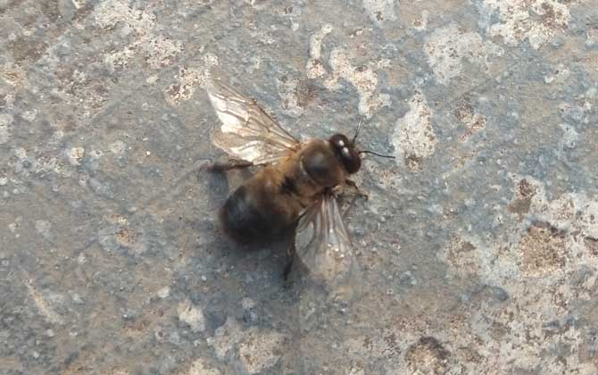 雄蜂的壽命并不短,但多數雄蜂都短命,這5種死法,一種比一種慘! 雄蜂