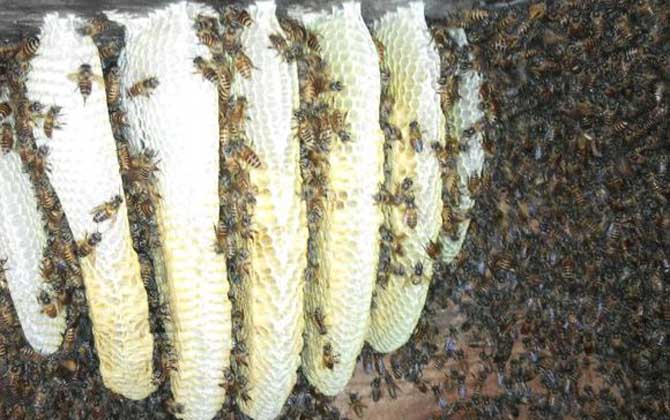 蜜蜂是“釀造師”,還是“建造師”,筑巢技術(shù)堪稱“鬼斧神工”! 蜂巢