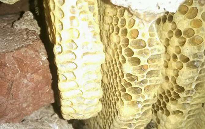 蜜蜂是“釀造師”,還是“建造師”,筑巢技術(shù)堪稱“鬼斧神工”! 蜂巢