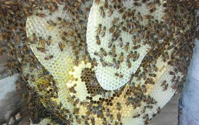 蜜蜂是“釀造師”,還是“建造師”,筑巢技術(shù)堪稱“鬼斧神工”! 蜂巢