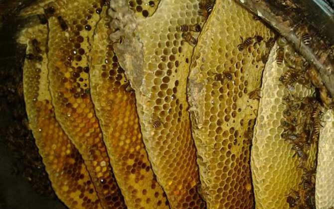 蜜蜂是“釀造師”,還是“建造師”,筑巢技術(shù)堪稱“鬼斧神工”! 蜂巢