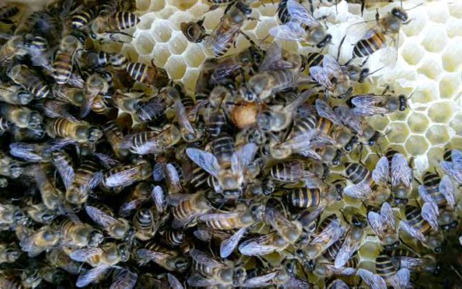 怎樣養蜜蜂它才不跑?蜂群管理是關鍵,尤其這5個點一定要注意! 養蜜蜂