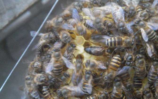 蛋群一定會滅亡?還有救,像這樣管理,完全有可能恢復成強群! 蛋群