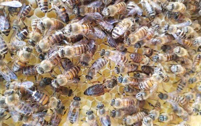 200只工蜂,1只蜂王,若這些條件都具備,也有機(jī)會(huì)發(fā)展成強(qiáng)群! 養(yǎng)蜂