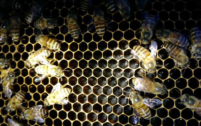 200只工蜂,1只蜂王,若這些條件都具備,也有機(jī)會(huì)發(fā)展成強(qiáng)群! 養(yǎng)蜂