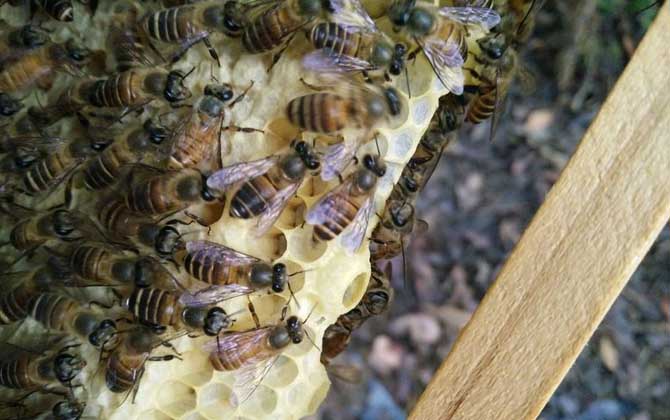 200只工蜂,1只蜂王,若這些條件都具備,也有機(jī)會(huì)發(fā)展成強(qiáng)群! 養(yǎng)蜂