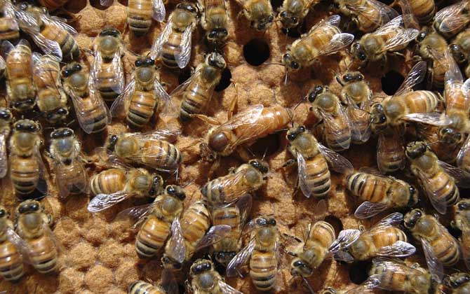 蜂后死了蜂群怎么辦?實際上蜂群能自救,自救失敗也還有辦法! 蜂后