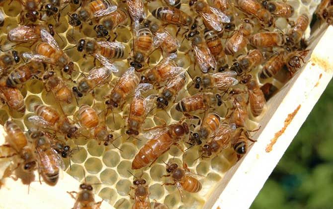 蜂后死了蜂群怎么辦?實際上蜂群能自救,自救失敗也還有辦法! 蜂后