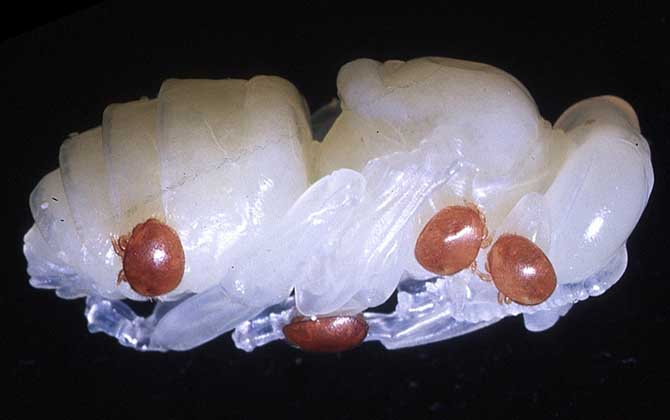 蜂蛹的功效與作用及正確吃法,不能過量食用,還要預防過敏! 蜂蛹