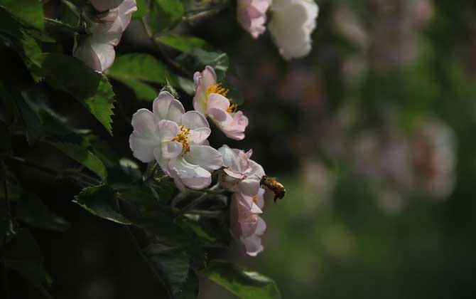 被蜜蜂蟄了怎么處理?只要不發生過敏,正確處理后一般問題不大! 蜜蜂