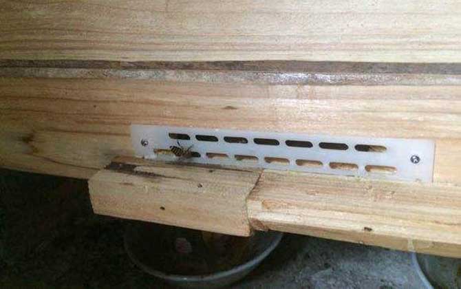 養蜂工具有哪些?不只有蜂箱,使用這些工具,養蜂方能得心應手! 防逃片