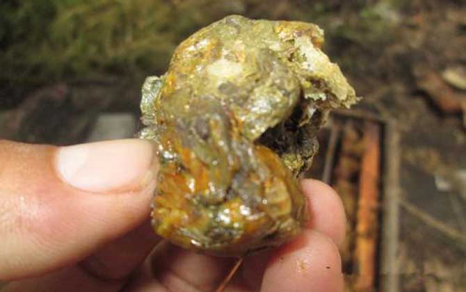 蜂膠怎么吃效果好?吃對(duì)了好處不用多說,吃錯(cuò)了反而對(duì)健康不利! 蜂膠