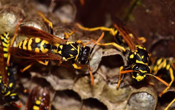 馬蜂筑巢是好兆頭嗎?科學上無關禍福,迷信說法中則預示著福運! 馬蜂