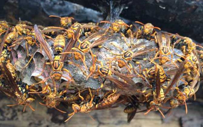 馬蜂筑巢是好兆頭嗎?科學上無關禍福,迷信說法中則預示著福運! 馬蜂