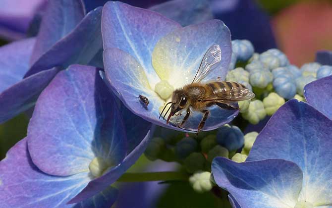蜂毒療法是真的嗎?雖然有一定的效果,但蜂療也絕非無所不能的! 蜂毒療法