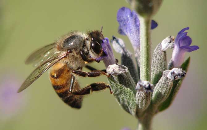 蜂毒療法是真的嗎?雖然有一定的效果,但蜂療也絕非無所不能的! 蜂毒療法