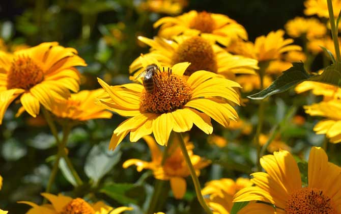 關于蜜蜂的知識有哪些?了解這些蜜蜂知識,養蜂時才能事半功倍! 蜜蜂