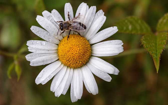 關于蜜蜂的知識有哪些?了解這些蜜蜂知識,養蜂時才能事半功倍! 蜜蜂