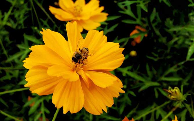 關于蜜蜂的知識有哪些?了解這些蜜蜂知識,養蜂時才能事半功倍! 蜜蜂