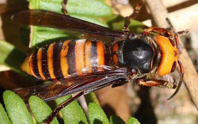 人頭蜂是什么蜂?并不特指某一種蜂,而是多種大型胡蜂的俗稱! 人頭蜂