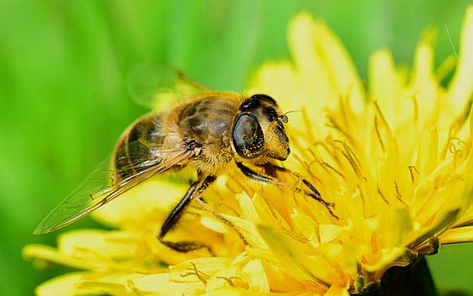 被蜜蜂蟄多久過危險期?蜜蜂毒性不強,但24小時內(nèi)沒異常才安全! 蜜蜂