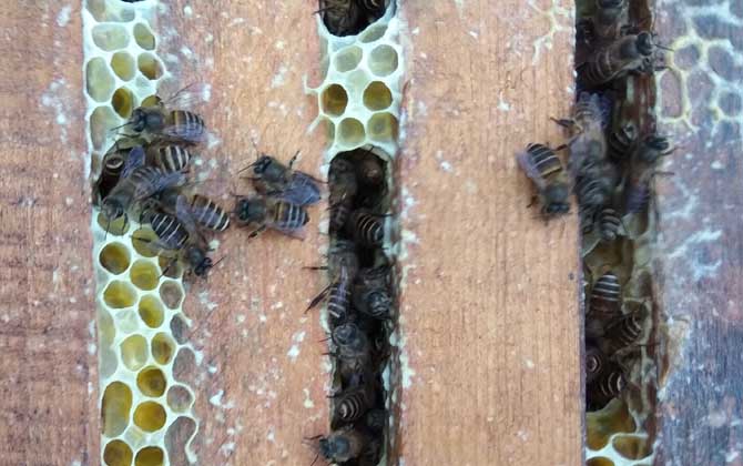 養40箱蜂一年賺多少錢?關鍵看技術,養好了年賺數萬元不在話下! 養蜂