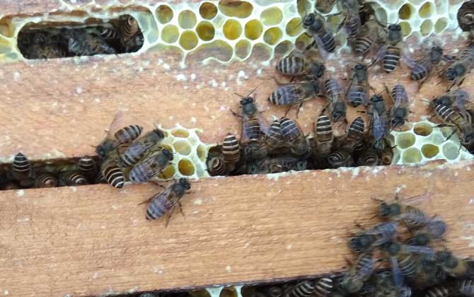 養40箱蜂一年賺多少錢?關鍵看技術,養好了年賺數萬元不在話下! 養蜂