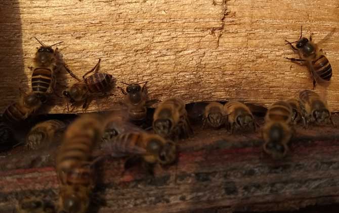 養40箱蜂一年賺多少錢?關鍵看技術,養好了年賺數萬元不在話下! 養蜂