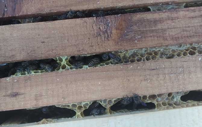 養40箱蜂一年賺多少錢?關鍵看技術,養好了年賺數萬元不在話下! 養蜂