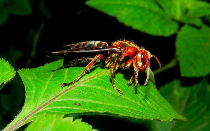 虎頭蜂有哪些種類?中國(guó)大虎頭蜂毒性最強(qiáng),但黃腰虎頭蜂最常見! 黑腹虎頭蜂