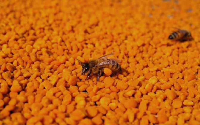 茶花粉的功效與作用有哪些?經(jīng)常吃些茶花粉,這6個(gè)好處跑不了! 茶花粉