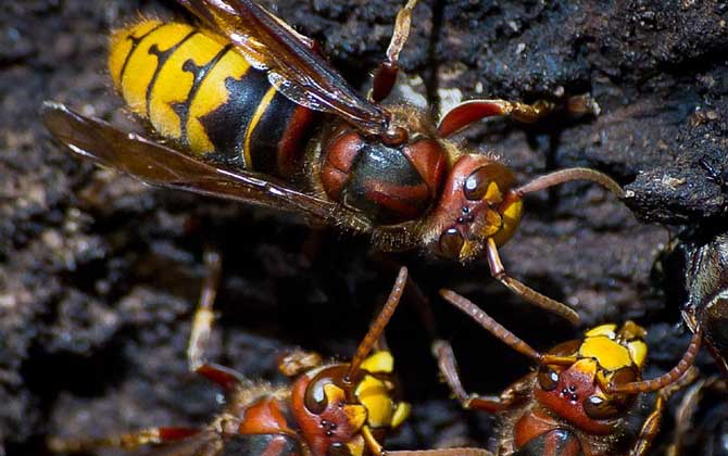 被馬蜂蟄了多久毒發?立刻會出現疼痛,但48小時內無異常才安全! 馬蜂