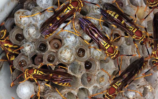 被馬蜂蟄了多久毒發?立刻會出現疼痛,但48小時內無異常才安全! 馬蜂