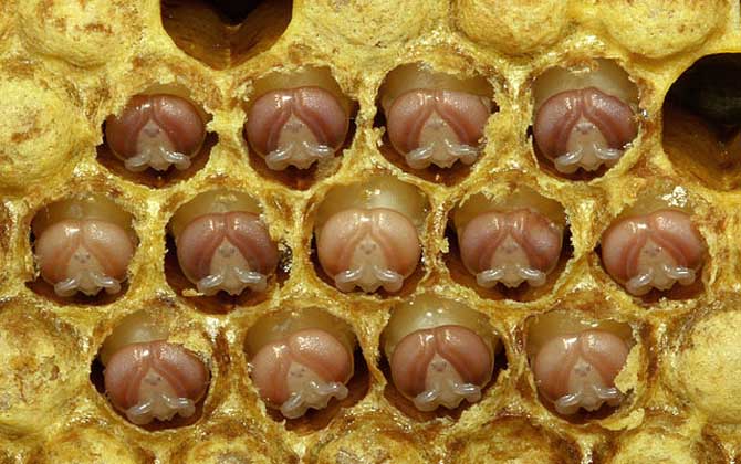 蜂蜜、蜂王漿、蜂膠、蜂蠟、蜂花粉、蜂毒、蜂蛹有什么區別? 蜂蛹