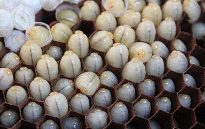 吃蜂蛹的禁忌有哪些?除了不能過量食用,還要警惕發(fā)生過敏反應(yīng)! 蜂蛹