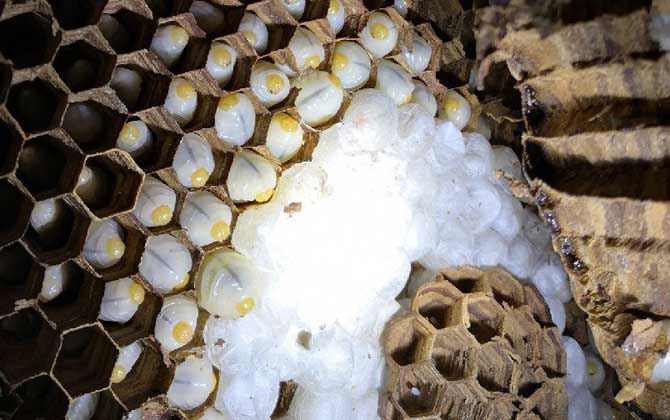 吃蜂蛹的禁忌有哪些?除了不能過量食用,還要警惕發(fā)生過敏反應(yīng)! 蜂蛹