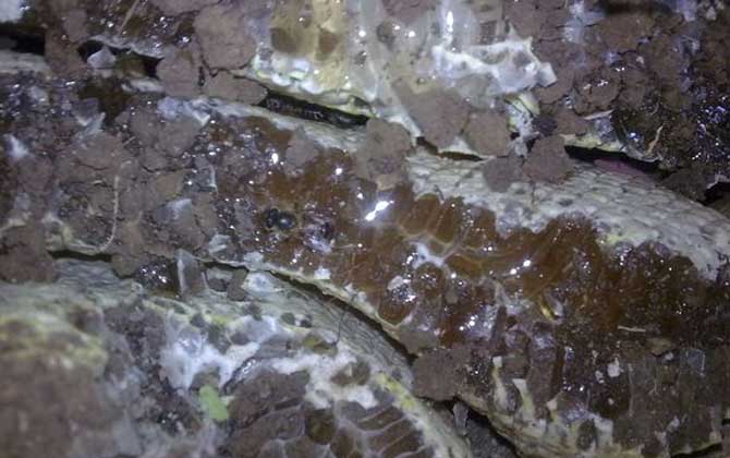 蜂巢蜜一般多少錢一斤?最少都要60元,低于60元可能是假蜂巢蜜! 蜂巢蜜