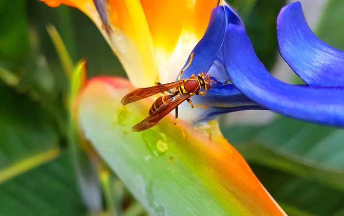 被馬蜂蟄了多久會死亡?未必會死亡,但馬蜂蟄人致死也常有發生! 馬蜂