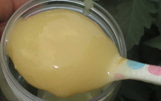 蜂蜜結晶好還是不結晶好?沒有定論,但完全不能結晶肯定是假蜜! 蜂蜜