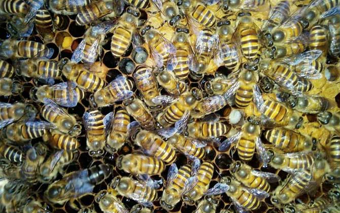 中蜂大量喂白糖的后果有哪些?容易誘發蜂病,還容易引起盜蜂! 中蜂