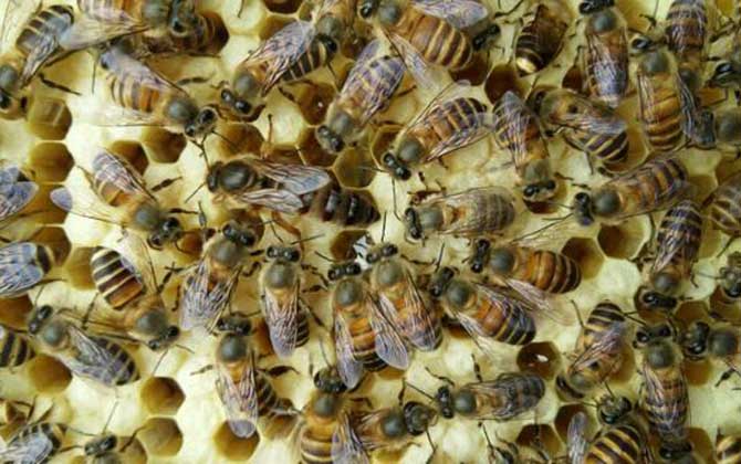 中蜂大量喂白糖的后果有哪些?容易誘發蜂病,還容易引起盜蜂! 中蜂