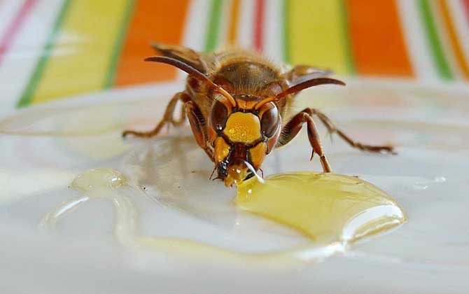 經(jīng)期可以喝蜂蜜嗎?答案是肯定的,實際上經(jīng)期喝蜂蜜能緩解痛經(jīng)! 蜂蜜