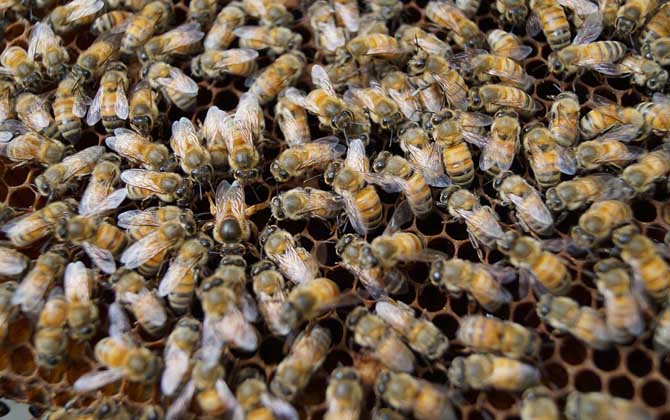 工蜂產卵怎么處理?必須先處理產卵工蜂,然后再介入一只新蜂王! 工蜂